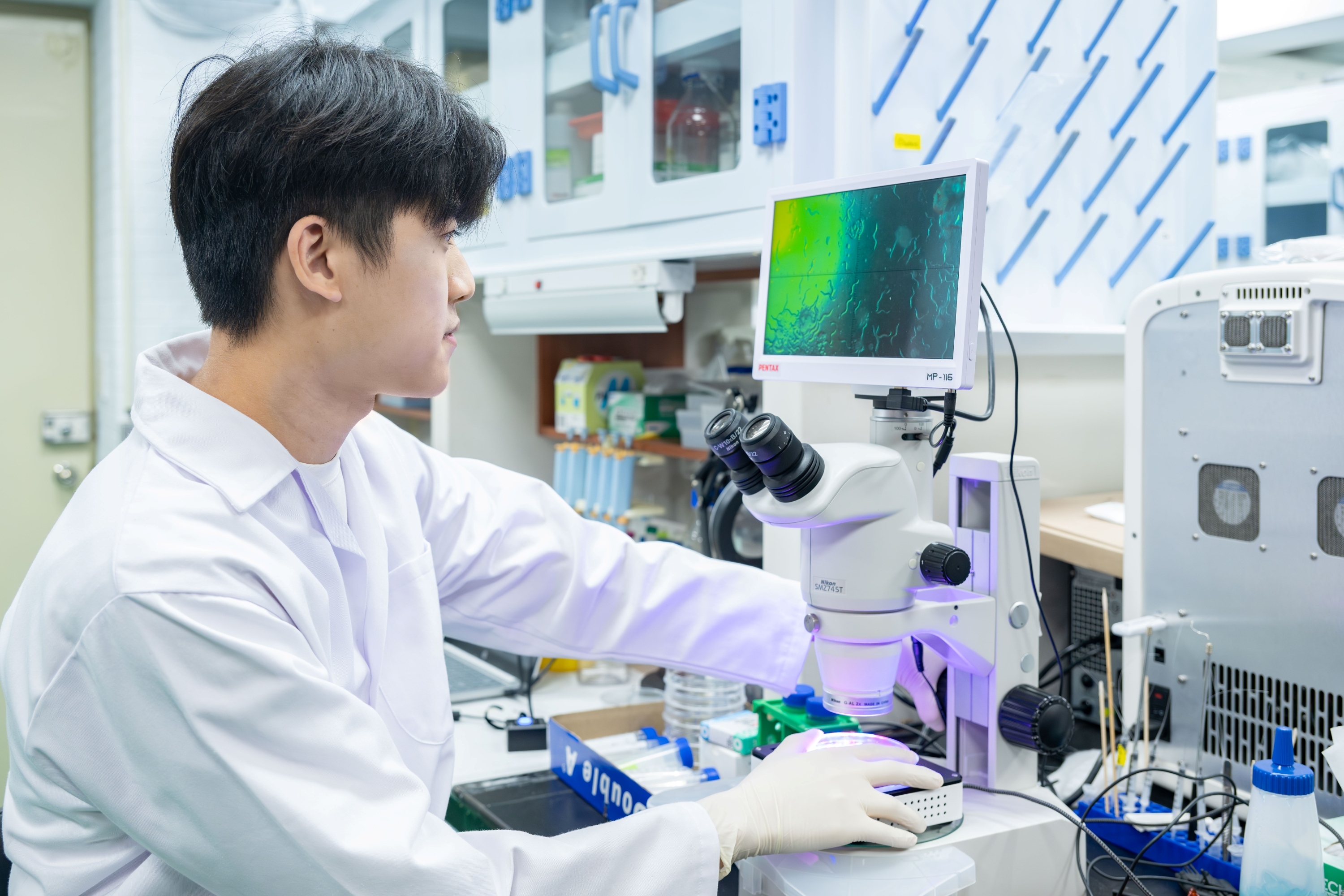 Master's student Neng-Jie Zeng (曾能杰) (left) from NTHU's Institute of Molecular Medicine uses a microscope to observe the immobilization of nematodes controlled by light.