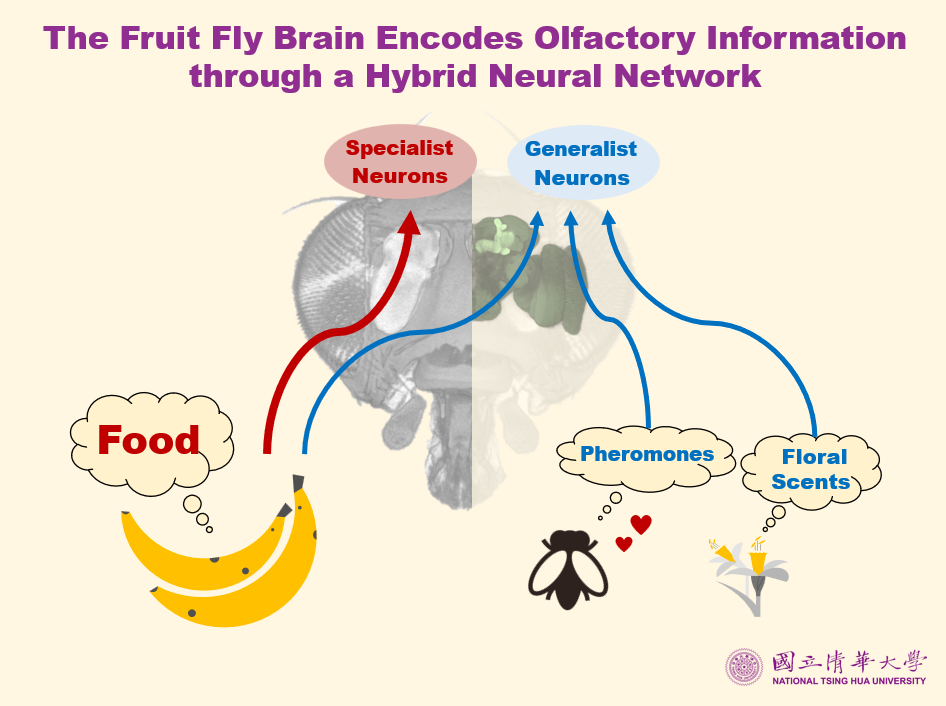 NTHU president W. John Kao (高為元) (right) and Kung-Yee Liang (梁賡義) at the Development Advisory Committee meeting.