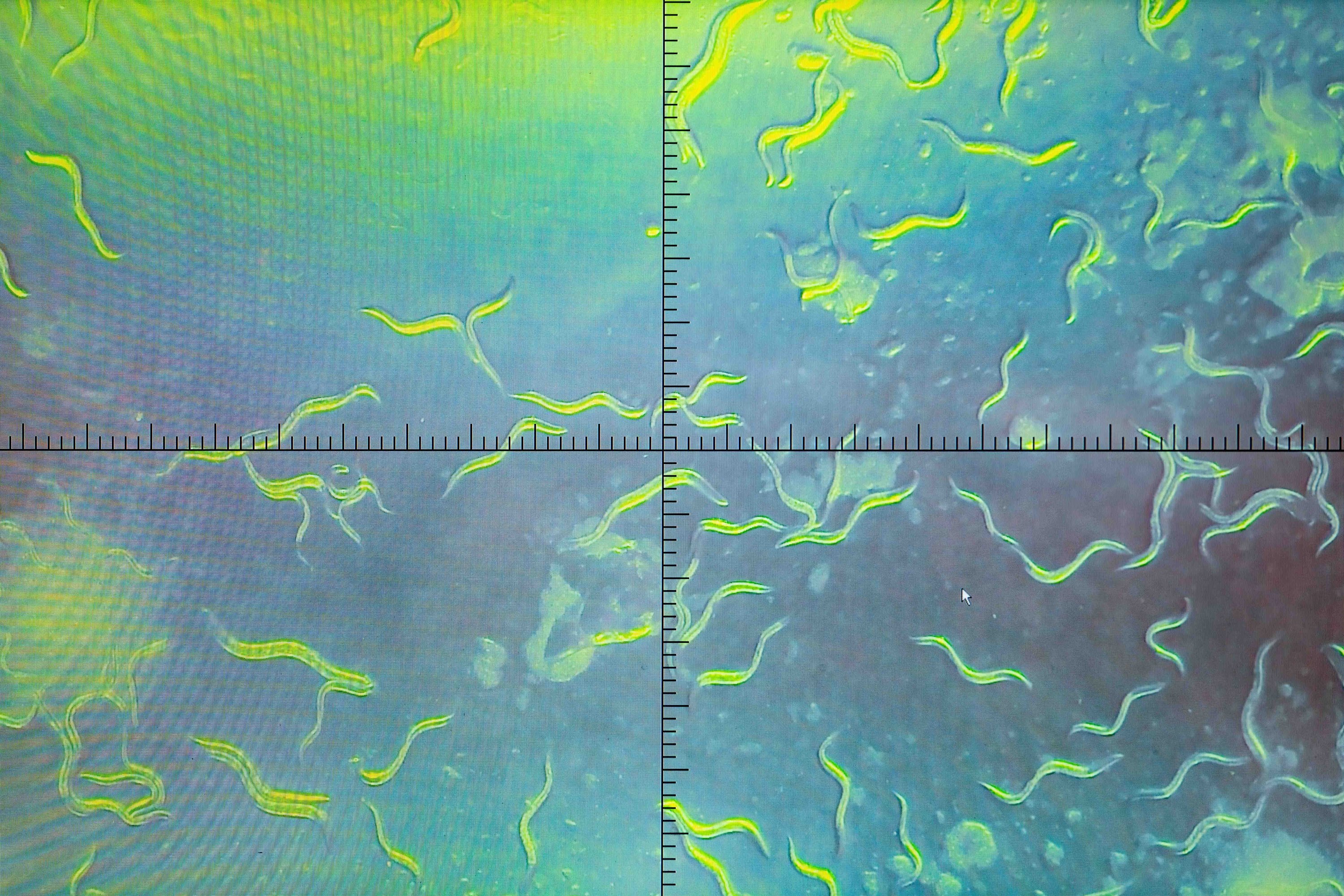 Under the microscope, nematodes become immobilized instantly under blue light illumination and start moving again when the light source is turned off.