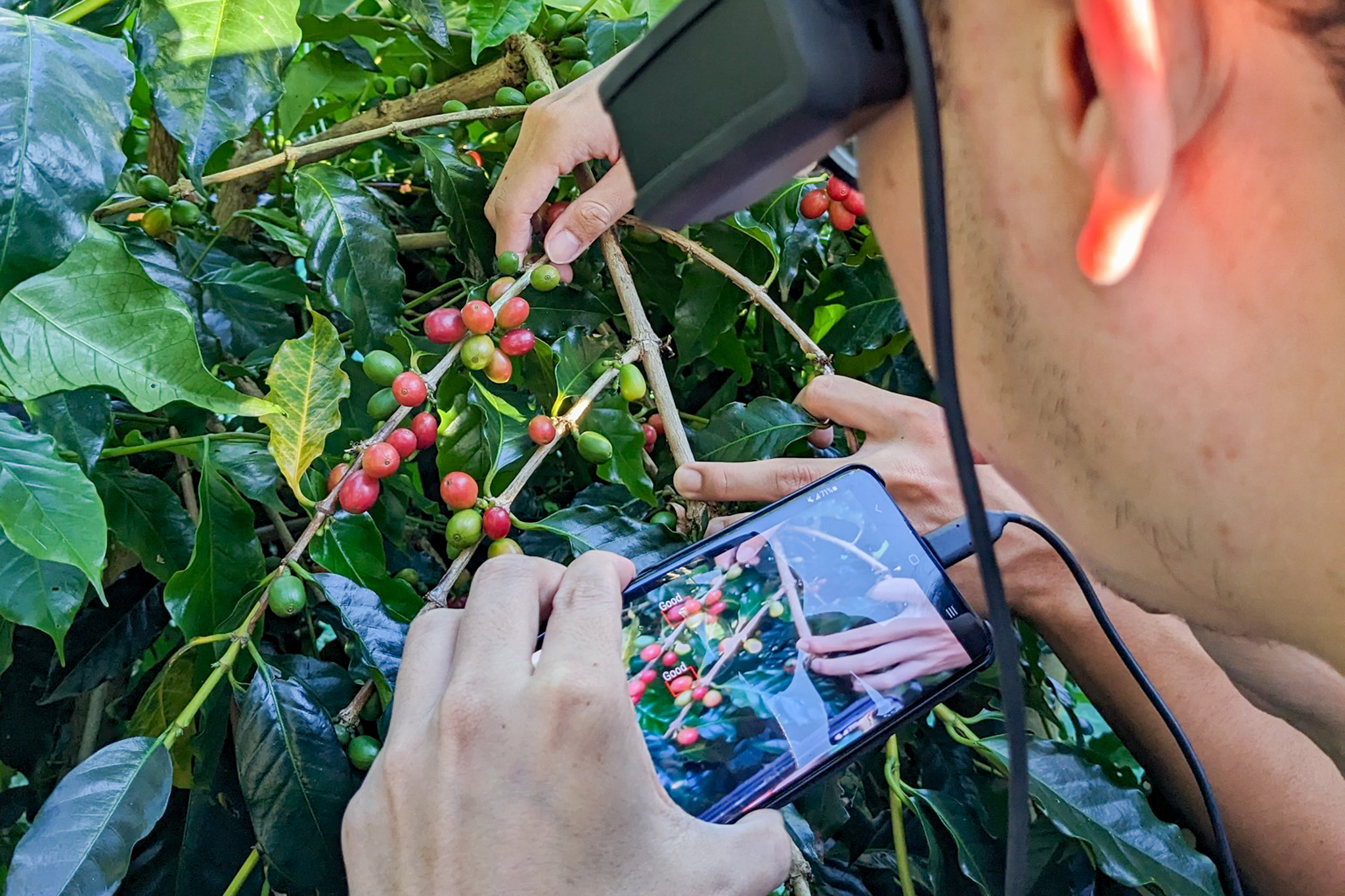 Utilizing AI recognition technology and smart glasses, Professor Nen-Fu Huang (黃能富) from the Department of Computer Science at NTHU educates children on determining when coffee beans are ripe for harvesting.