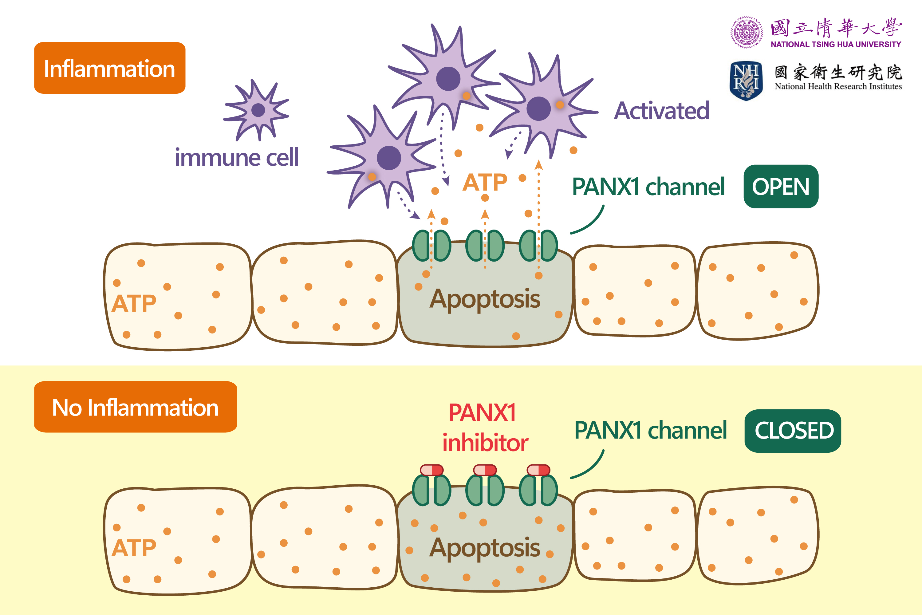 First author Shiau-Chi Chen (陳筱奇) uses an advanced microscope to observe the intracellular transport system.